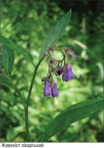 ЖИВОКІСТ ЛІКАРСЬКИЙ фото