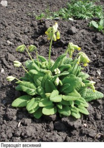 ПЕРВОЦВІТ фото