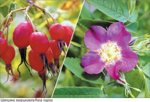 ШИПШИНА фото