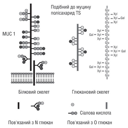 TS-полісахарид (TSP)