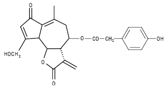 Cykorij_laktukopikrun.ai