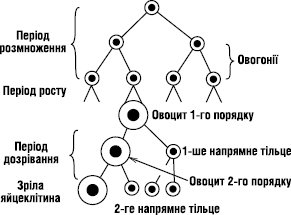 ГАМЕТОГЕНЕЗ | Фармацевтична енциклопедія