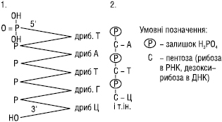 Polinukleotidy_2.eps