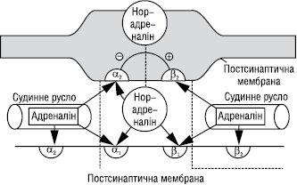 Adrenoreceptory.eps