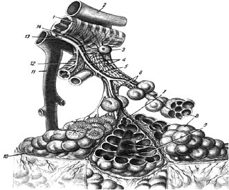 Alveolus.tif