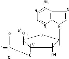 Ciklichni_nukleotidy_1.eps