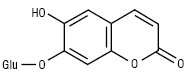 Cykorij_cykoriin.ai