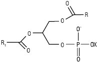 Lipids03.ai