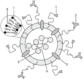 Liposomi_2.eps