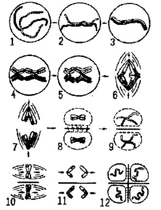 Meiosis.tif