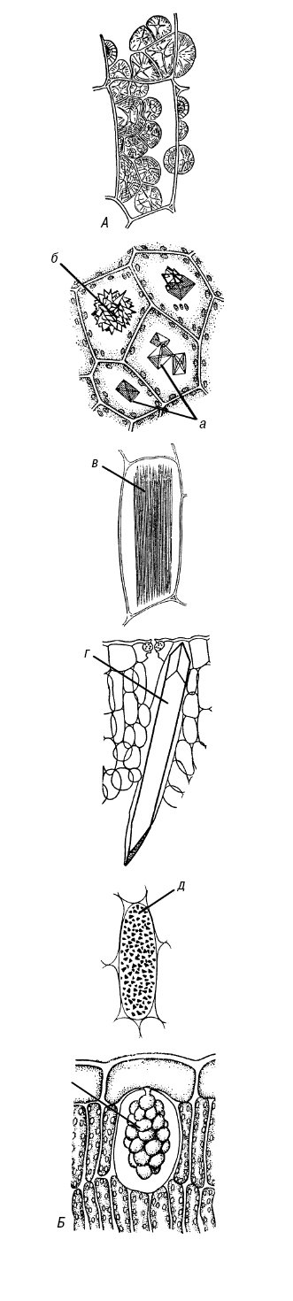 Substantia ergasticae.ai