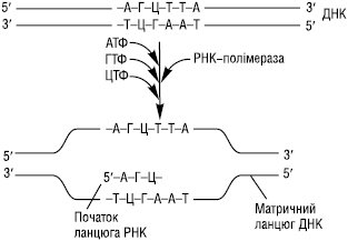 Transkrypcia.eps