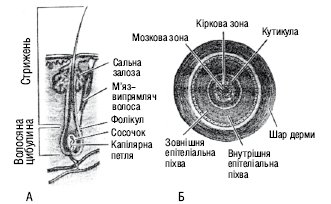 volossya.eps